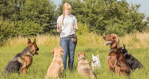 Basic Dog Training – TOP 10 Essential Commands Every Dog Should Know!