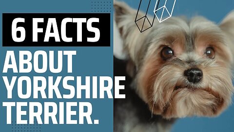 Six interesting Facts about Yorkshire Terrier.