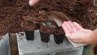 Composting horse manure and checking for herbicides.