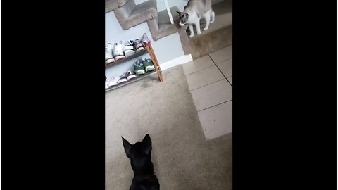 Cat avoids dog attack with incredible leap