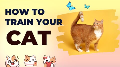 How to train your cat to sit and follow