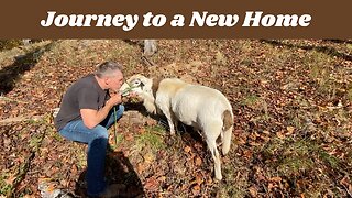 Spoticus' Journey to a New Home