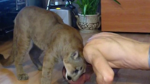 Pet Cougar Interrupts Owner's Workout