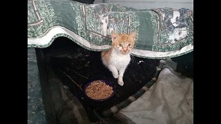 Suffocating Kitten RESCUE!