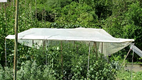 Simple tomato roof - DIY