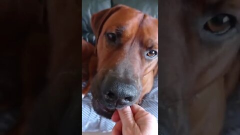 Rhodesian Ridgebacks Impatiently Waiting For Treats