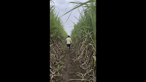 Visiting my sugarcane farm