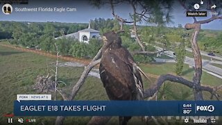 Eaglet takes flight