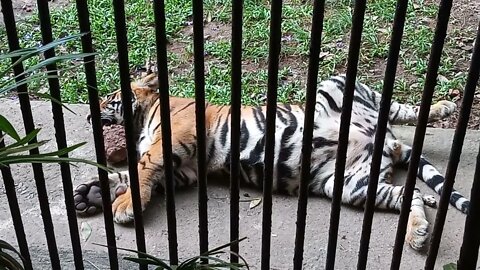 Close up with a Bengal Tiger 😇