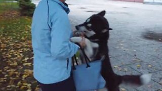 Dog's adorable reaction to seeing owner at the bus stop