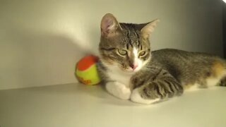 Triggers for Sleep and Relaxation, Cat ASMR