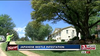 Increased Amount of Japanese Beetles in Omaha