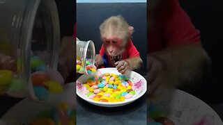 I do that too! #monkeys with #candy