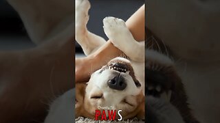 🐶 #PAWS - Blissful Beagle: Paws Up, Belly Exposed, Soaking in Owner's Love and Skritches 🐾