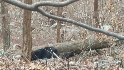 Walked Up On A Sleeping Bear