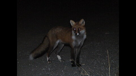 Fox in dark