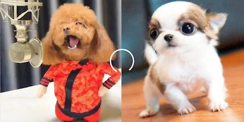 Cute puppies Dogs Compilation