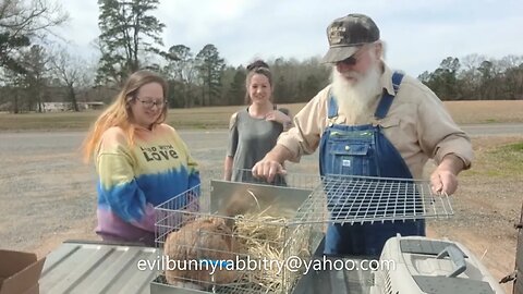 TAMUK Composite Rabbits. New breed for the Homestead #rabbits