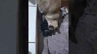 Mamãe gato de primeira viajem tentando pegar seus gatinhos #shorts