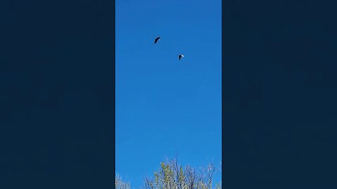 Sandhill Cranes fly by noises #shorts