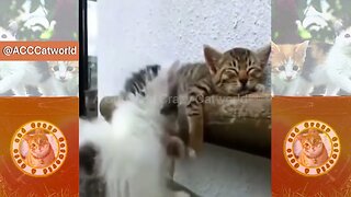 Funny Cats! 😹 This Is What Happens When ‘Sleeping Cat Karma’ Calls 😹😸 (#140) #Clips