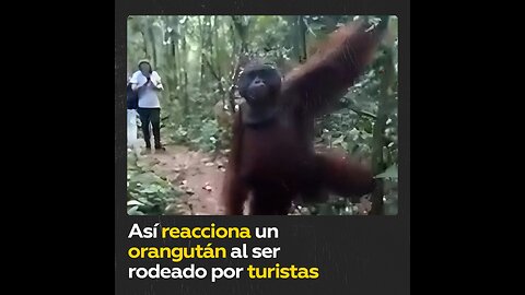 Orangután reacciona ante turistas que no paran de grabarlo