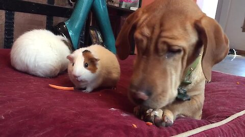 Dog enjoys carrot treat with guinea pig friends