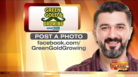 A Few Days Left for Green, Gold and Growing