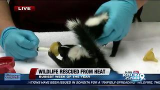 Tucson Wildlife Center needs crates to hold more injured animals