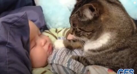 Cats Love Babies