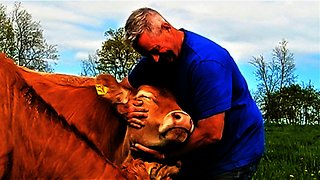 Farmer asks neighbor to babysit cows, so he takes it to the extreme