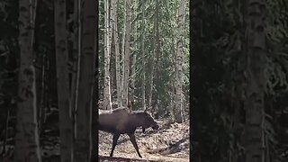 Bull Moose