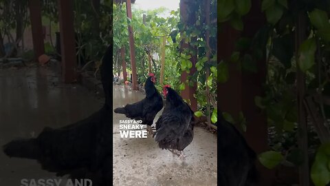 Chickens in the rain