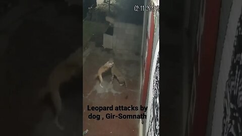 अपनी गली में कुत्ता भी शेर। Dog attacks Leopard #shorts #dogs #leopard