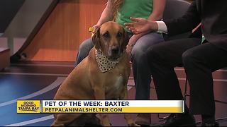 Pet of the week: Baxter is a 4-year-old hound mix who needs an active family