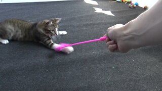 Kitten Plays with the Pink Toy