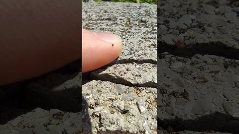 Some Bugs Exploring My Finger in Albania #albania #insects #nature
