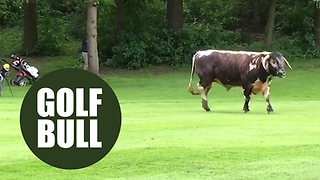 Footage shows father and son hiding from a runaway bull after it charged onto a golf course