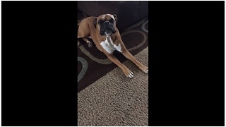 Boxer salutes military by singing along to 'Taps' horns