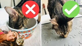 Why I don't feed my cat in a bowl
