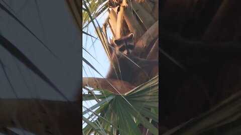 Raccoon in a Palm Tree #shorts