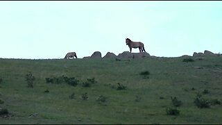 Journey Of The Przewalski's Horse