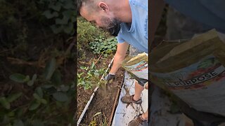 Planting Blueberries in our Garden! #blueberry #plants #planting