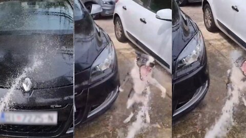 Hilarious Dog HATES Washing Cars! #Cars #Dogs #Shorts