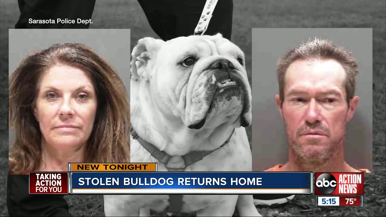 Bulldog returns home after being stolen