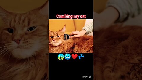 Combing my Cat 🥶😱😍❤️🇵🇰#shorts #cat @ua58sb #ua58sb #combing #