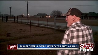 Farmer offers reward after cattle shot and killed