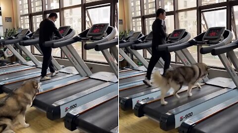 Every day the dog runs upstairs on the treadmill with me !!