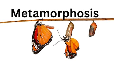 Metamorphosis JARED RAND ~ 04-17-24 # 2149