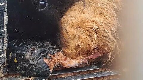 Guinea pig giving Birth. De geboorte van een baby Cavia